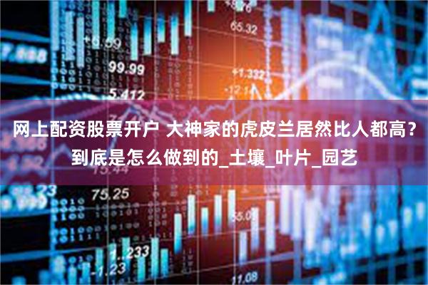 网上配资股票开户 大神家的虎皮兰居然比人都高？到底是怎么做到的_土壤_叶片_园艺